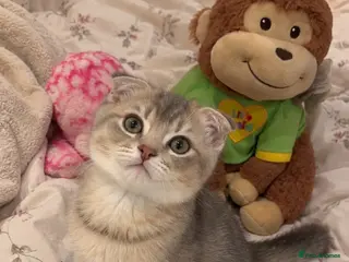 Scottish Fold cats Scottish fold chinchilla kitten! - Advert 5