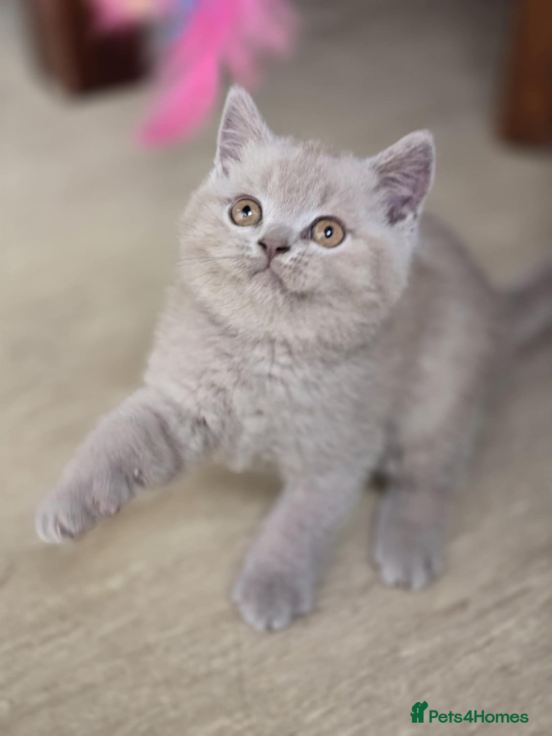 British Shorthair cats for sale: British shorthair  - Image 4