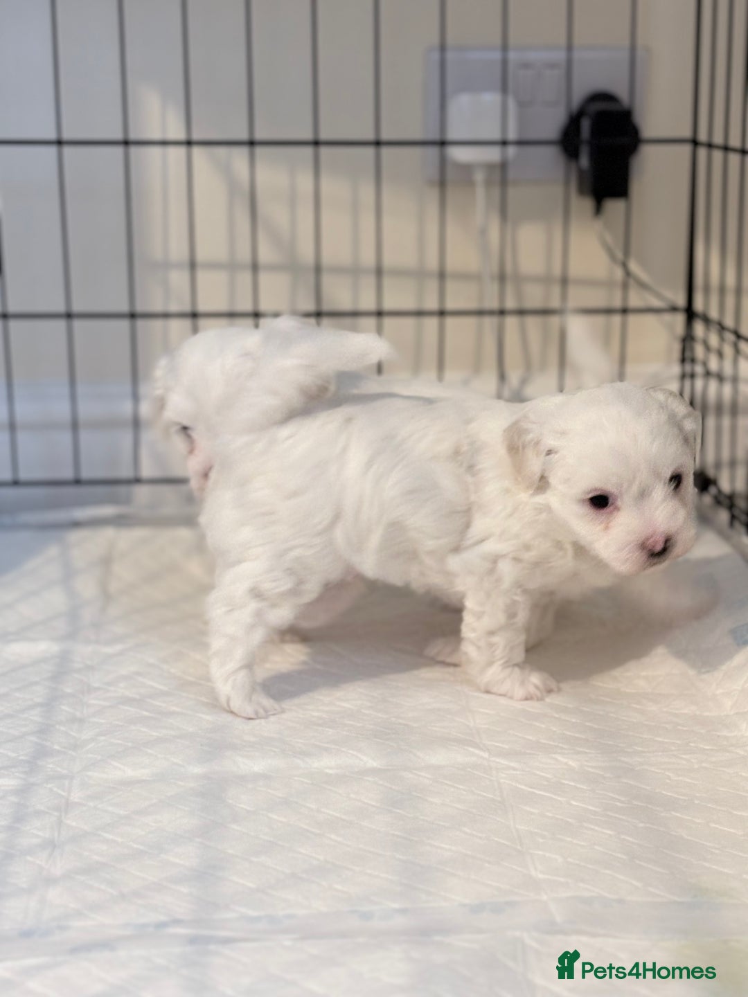 Bichon Frise dogs for sale: Bichon Frise Puppies for Sale 🐶 - Advert 12
