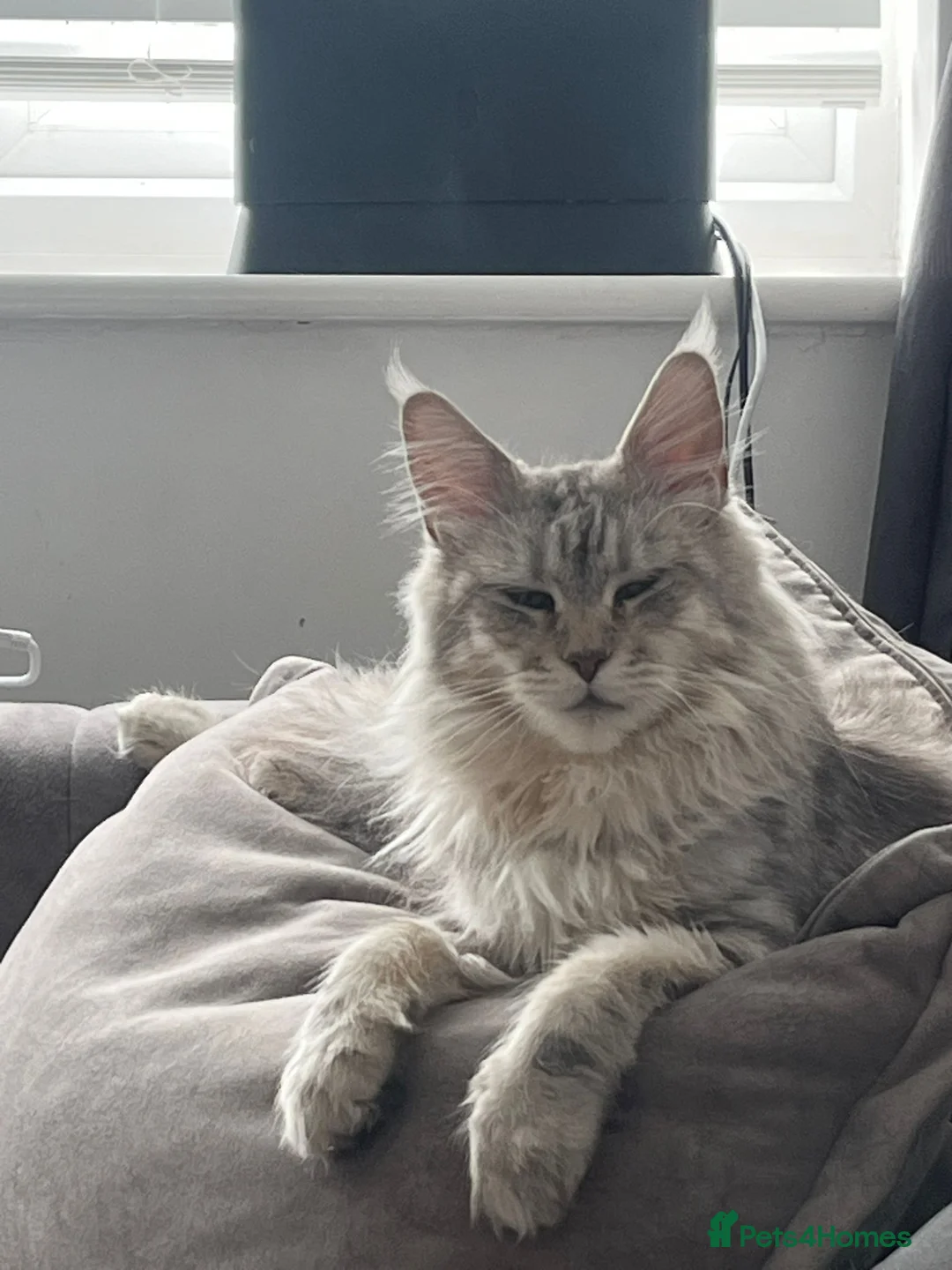 Mixed Breed cats for sale: Half Main Coon kittens in Weston-super-Mare - Advert 2
