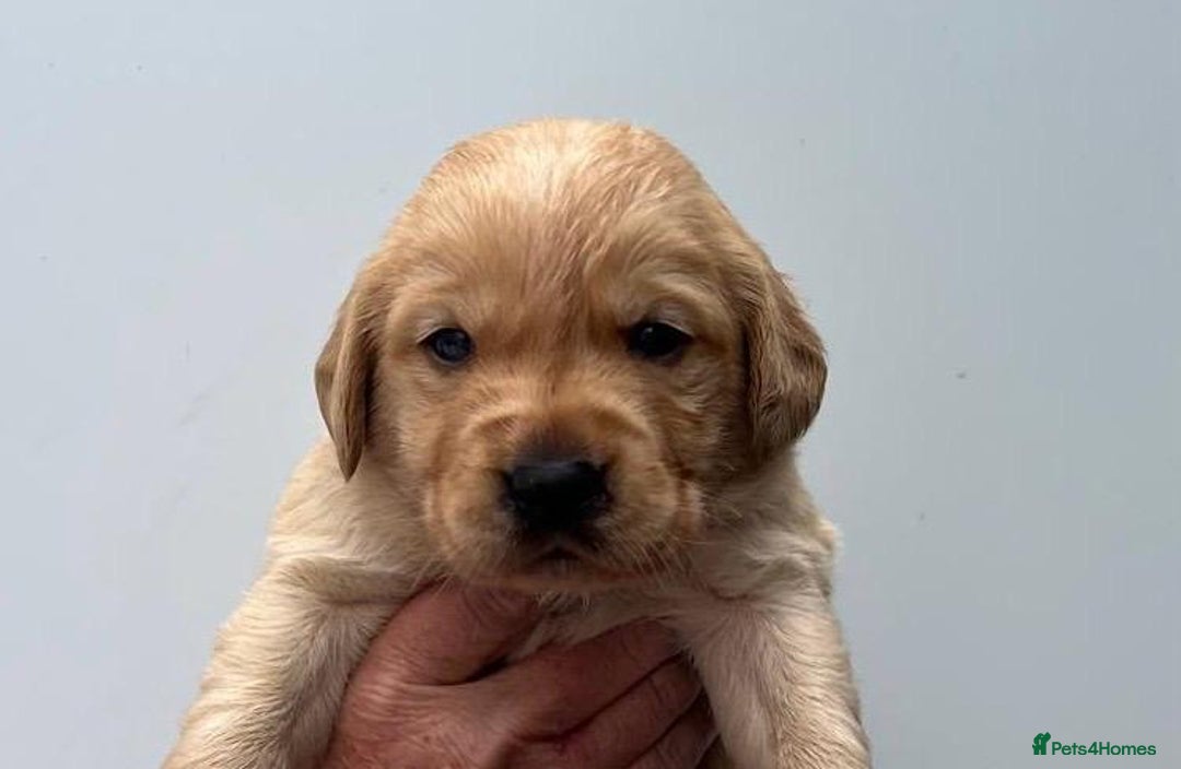 Goldador dogs for sale: F1 Golador puppies for sale  - Image 6