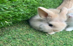 Lionhead rabbits for sale: Lionhead bunnies  - Image 9