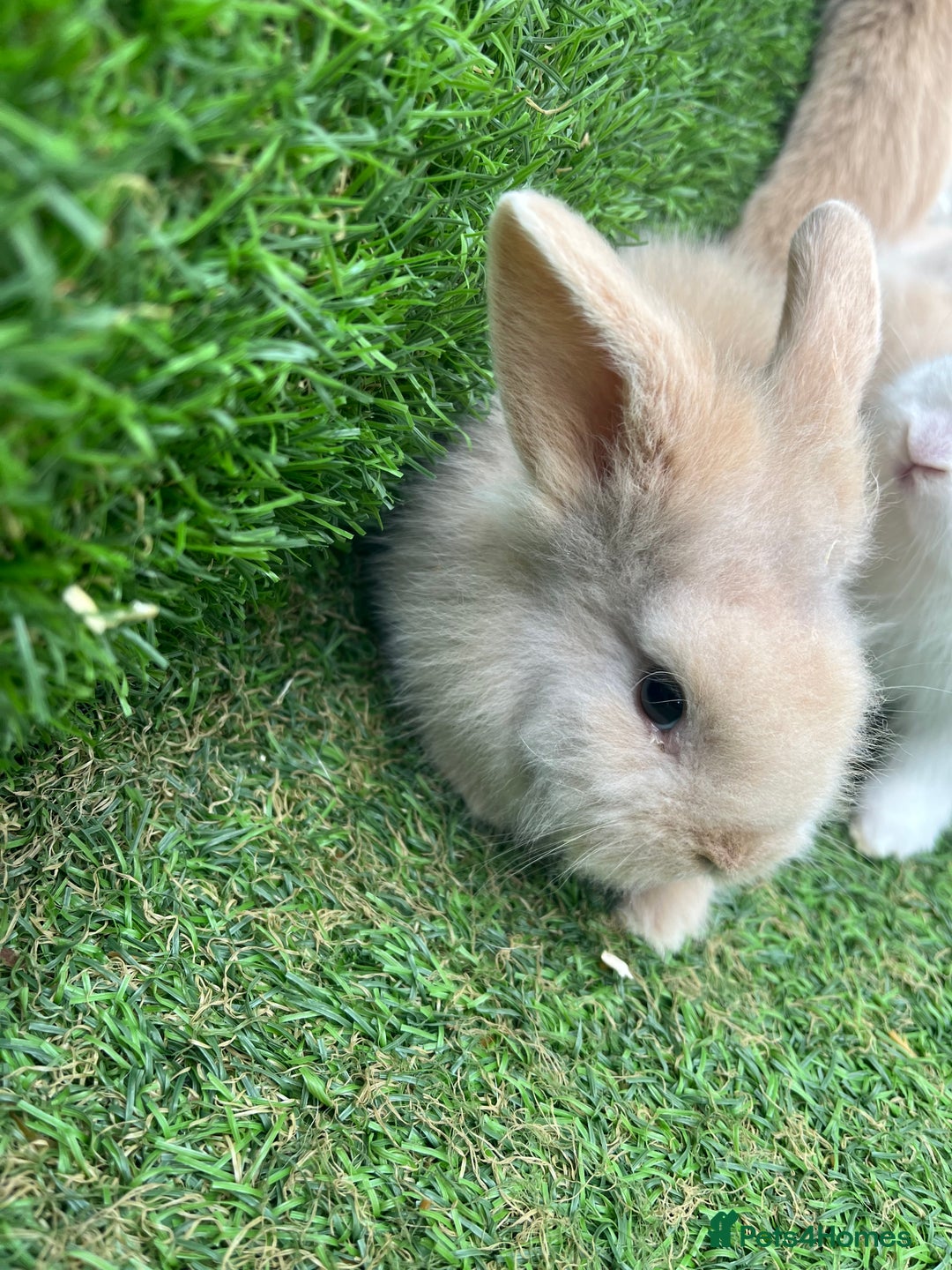 Lionhead rabbits for sale: Lionhead bunnies  - Image 9