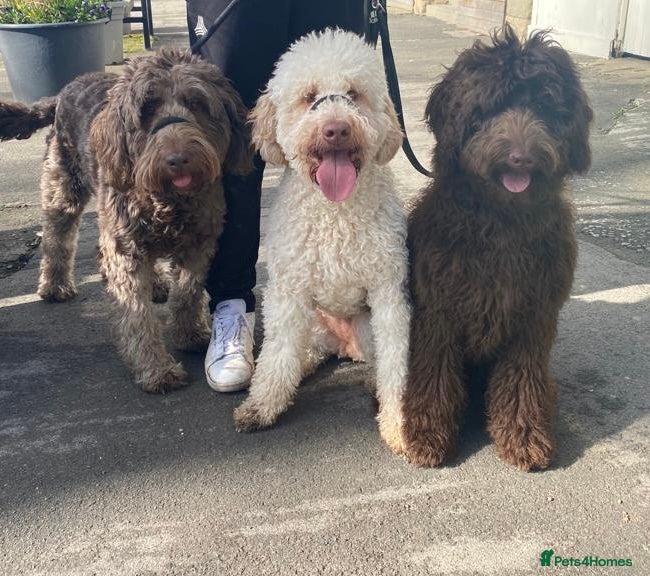 Labradoodle dogs Waiting List Multigenerational Labradoodles  - Advert 4