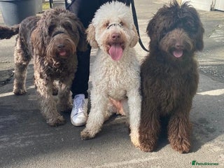 Labradoodle dogs - Advert 1