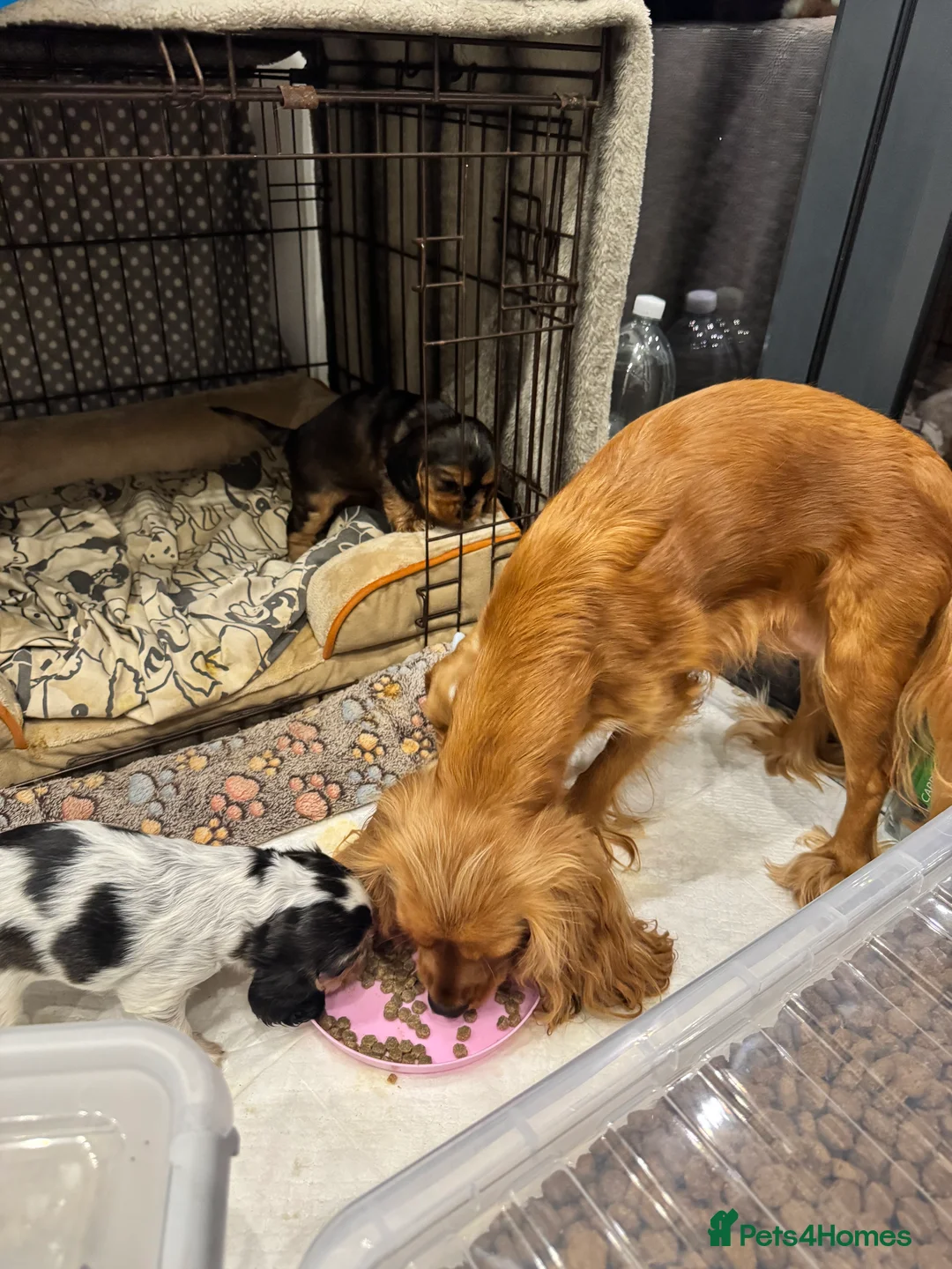 Mixed Breed dogs for sale: Cocker spaniel puppies - Advert 6