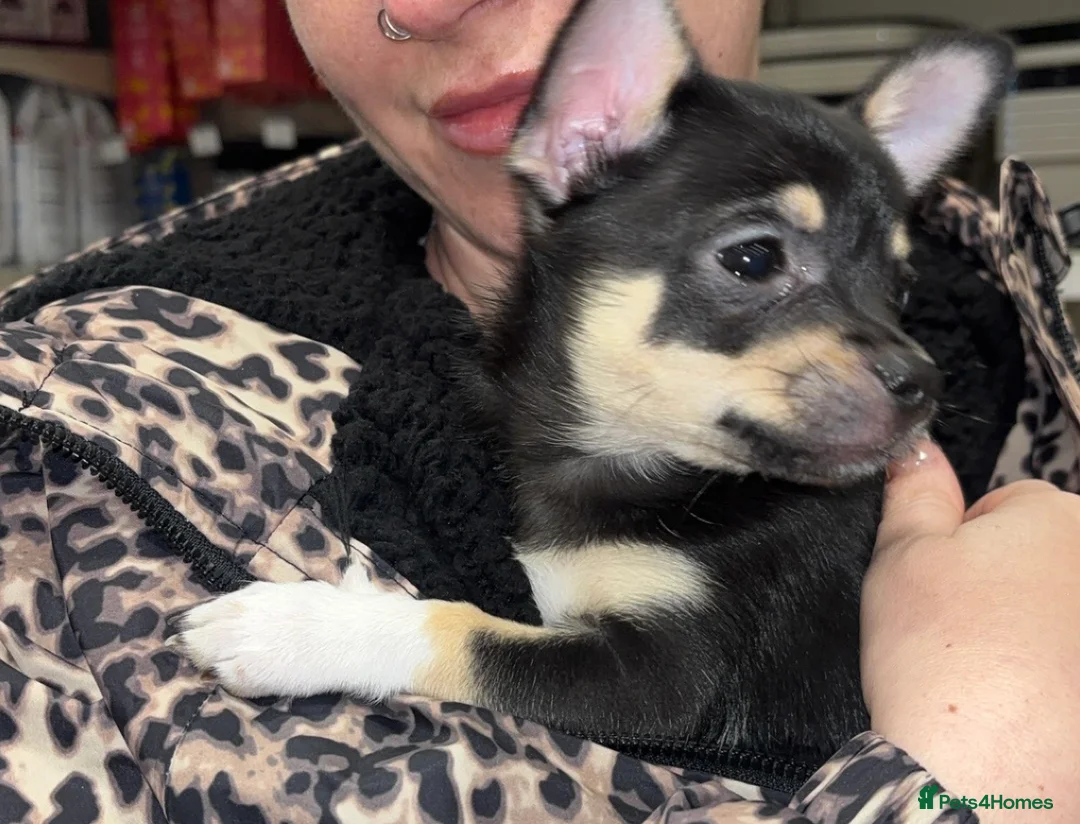 Chihuahua dogs for sale: Female Chihuahua Puppy in Barnsley - Advert 2