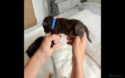Bengal cats for sale: 4 Rare Tica Registered Bengal Kittens - Image 27