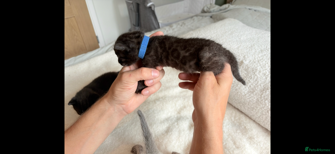Bengal cats for sale: 4 Rare Tica Registered Bengal Kittens - Image 27