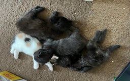 British Longhair cats for sale: 3 chocolate brown boys ready to leave  - Image 14