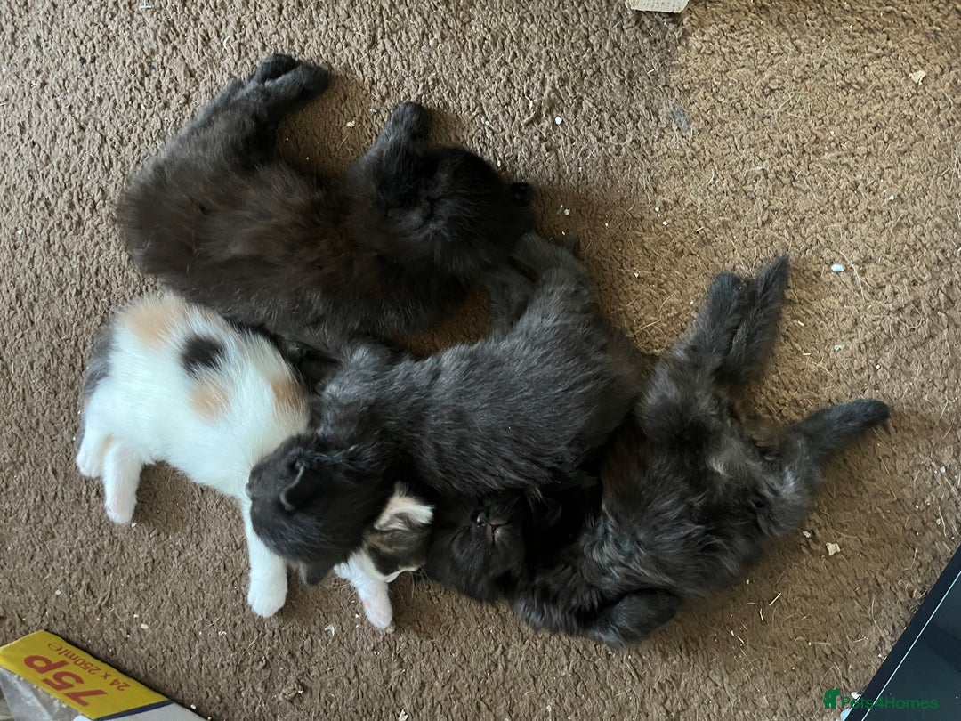 British Longhair cats for sale: 3 chocolate brown boys ready to leave  - Image 14