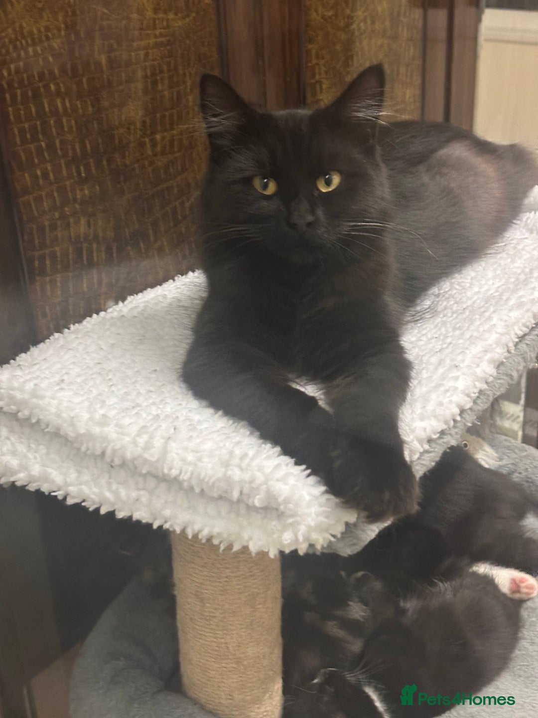 Maine Coon cats for sale: 8 weeks old 4 male 1 female ready to go new homes  - Image 15