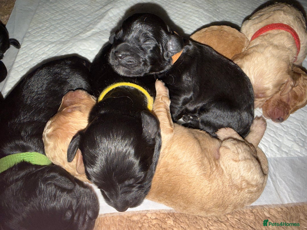 Cockapoo dogs for sale: Beautiful f2 cockapoos puppies 5 girls 3 boys  - Advert 3