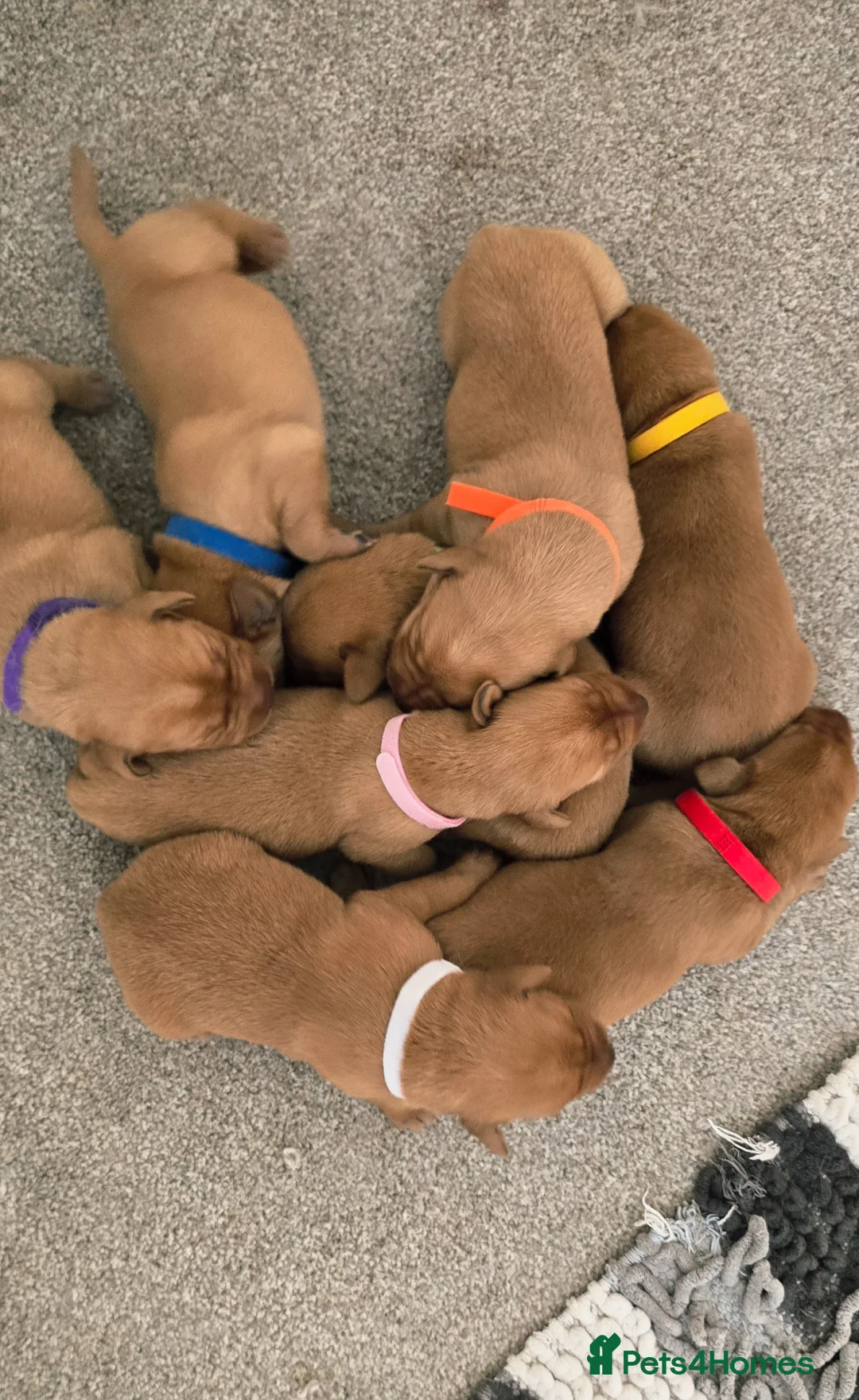 Labrador Retriever dogs for sale: KC Registered Fox Red Labrador  - Advert 18