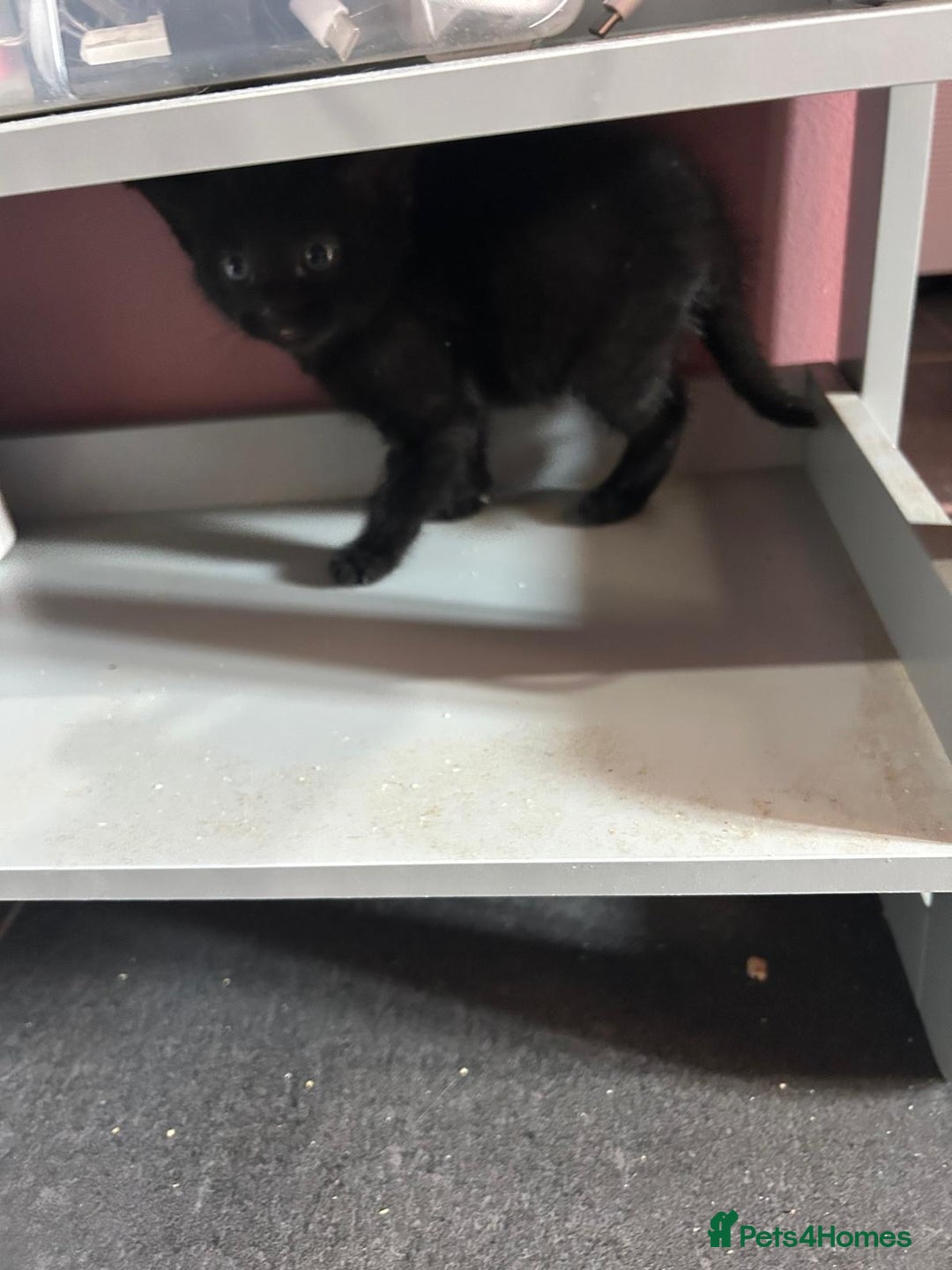 Mixed Breed cats for sale: Kittens for sale - Image 14