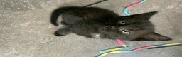 Mixed Breed cats for sale: 2 sweet female kittens  - Advert 2