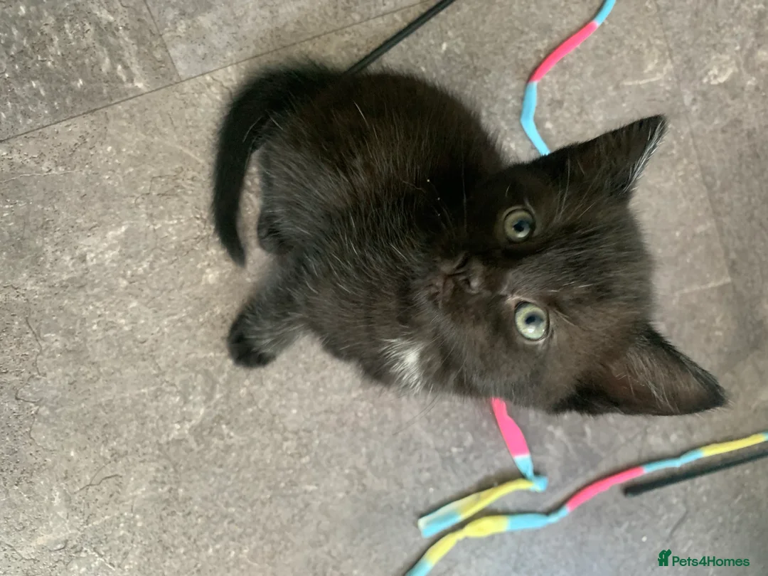 Mixed Breed cats for sale: 2 sweet female kittens  - Advert 2