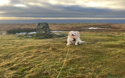 Golden Retriever dogs for stud: Zeus  - Advert 3