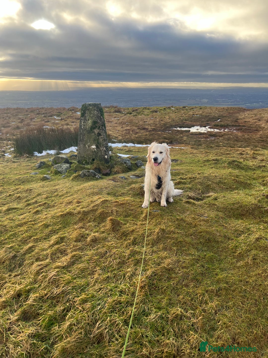 Golden Retriever dogs for stud: Zeus  - Advert 3