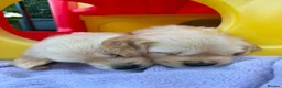 Golden Retriever dogs for sale: Golden Retriever puppies - Advert 28