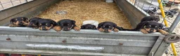 Mixed Breed dogs for sale: Beautiful F1B Rottweiler Puppies - Advert 11