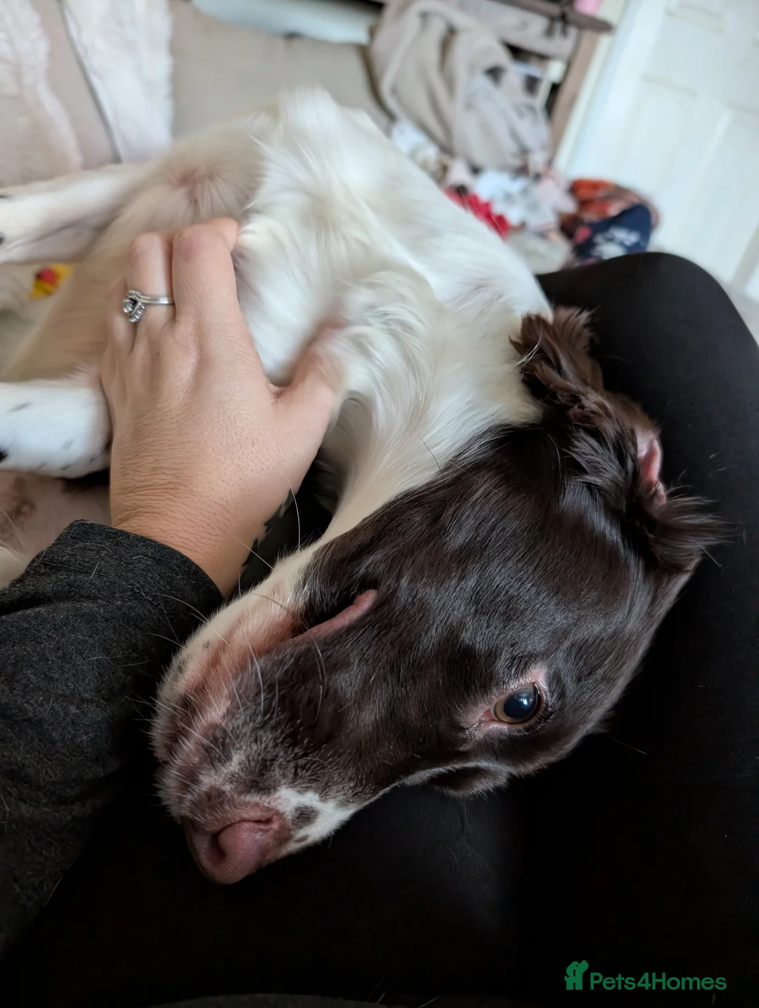 Cocker Spaniel dogs for sale: Working Female Cocker Spaniel  - Advert 8