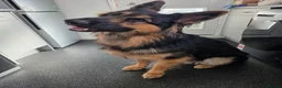 German Shepherd dogs for stud: Axel, German Shepherd🐾 - Advert 3