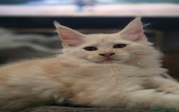 Maine Coon cats for sale: Gorgeous XL Maine Coon Male - last remaining - Image 5