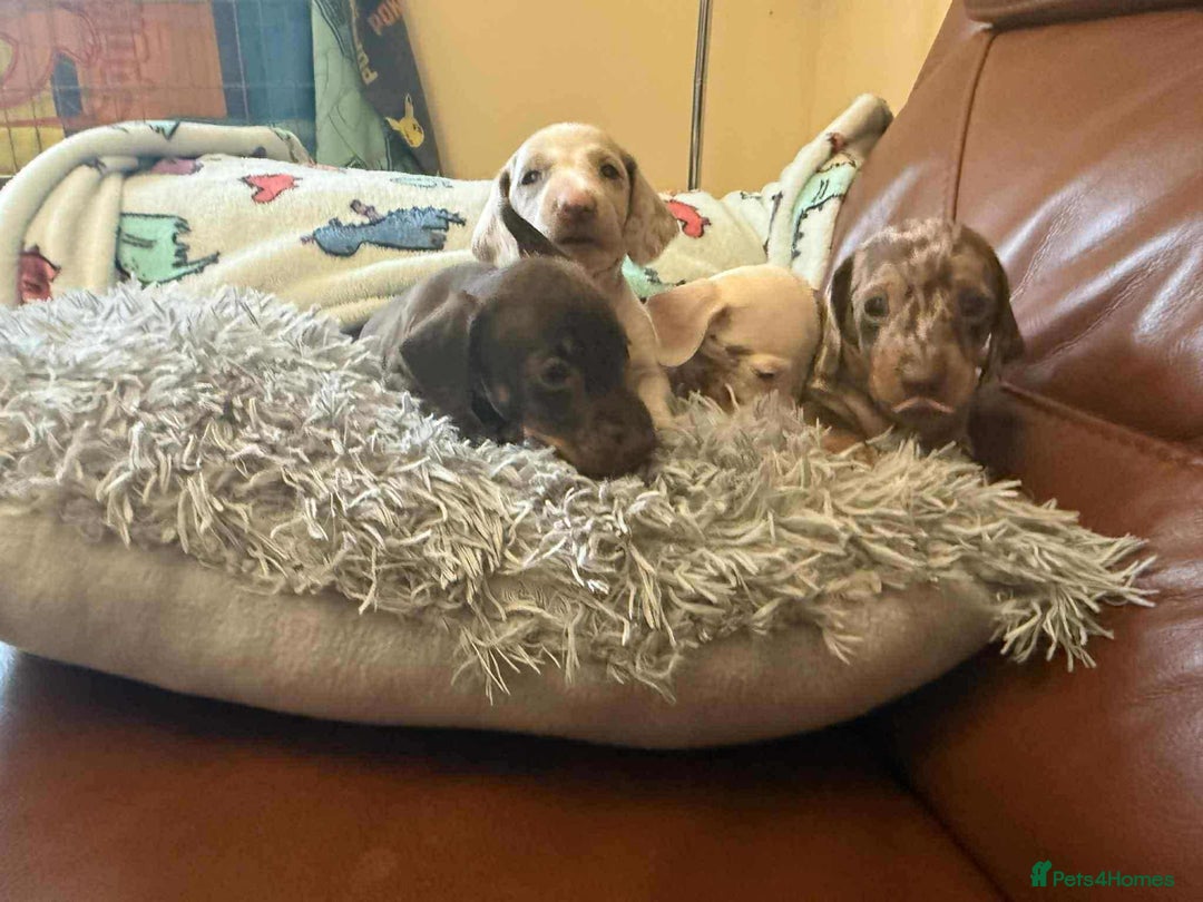 Dachshund dogs for sale: Beautiful Dachshunds - Image 6