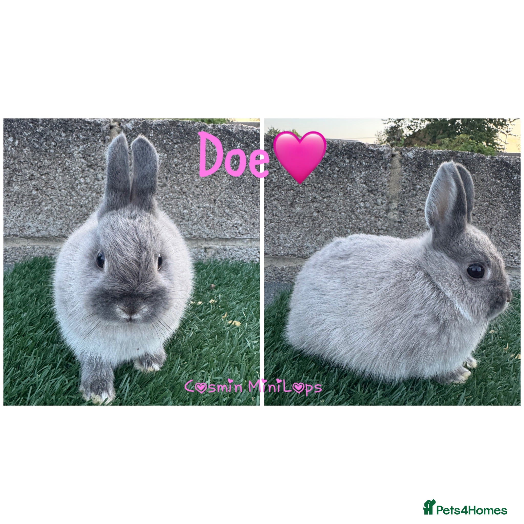 Netherland Dwarf rabbits Pure breed Netherlands dwarf  - Advert 1