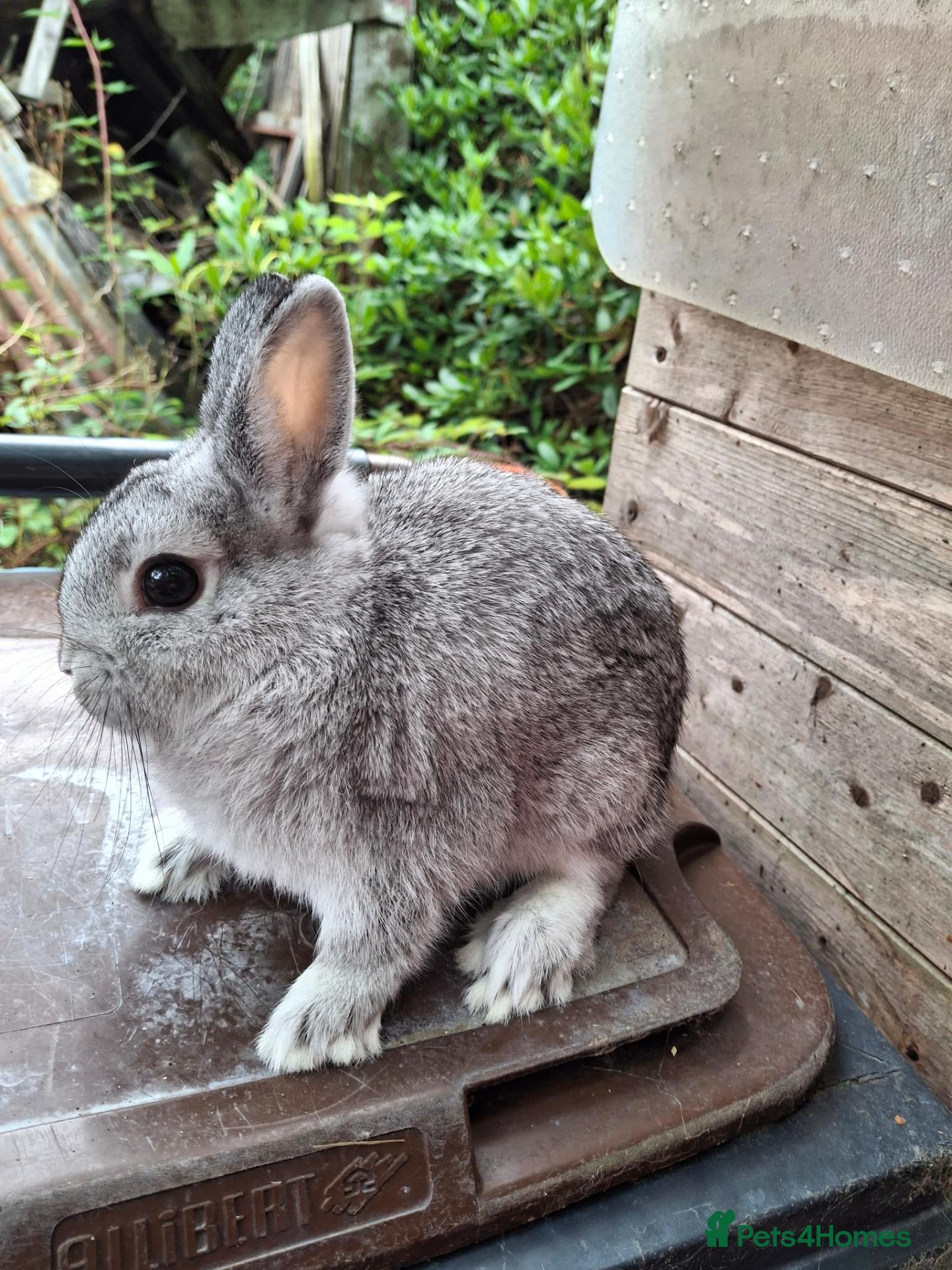 Netherland Dwarf rabbits Beautiful female netherland dwarf - Advert 1
