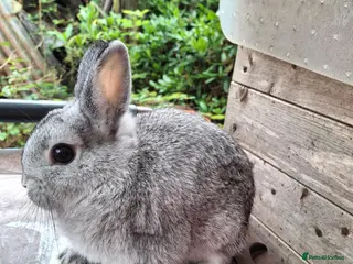 Netherland Dwarf rabbits Beautiful female netherland dwarf - Advert 1