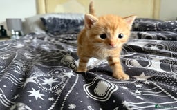 Domestic Shorthair cats for sale: 6 beautiful babies 5 boys and 1 girl - Image 18