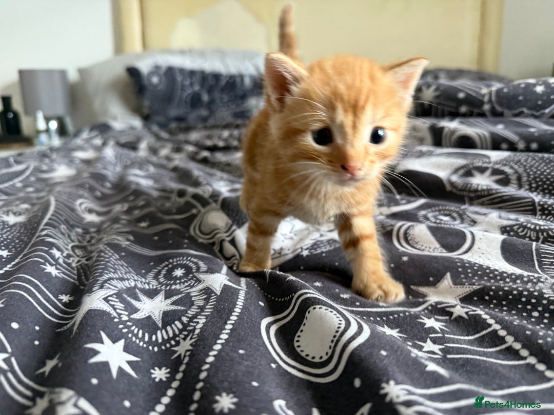 Domestic Shorthair cats for sale: 6 beautiful babies 5 boys and 1 girl - Image 18
