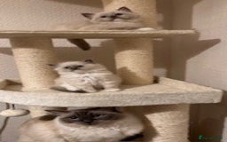Ragdoll cats for sale: Adorable Ragdoll Kittens Ready for New Homes Soon! - Image 3