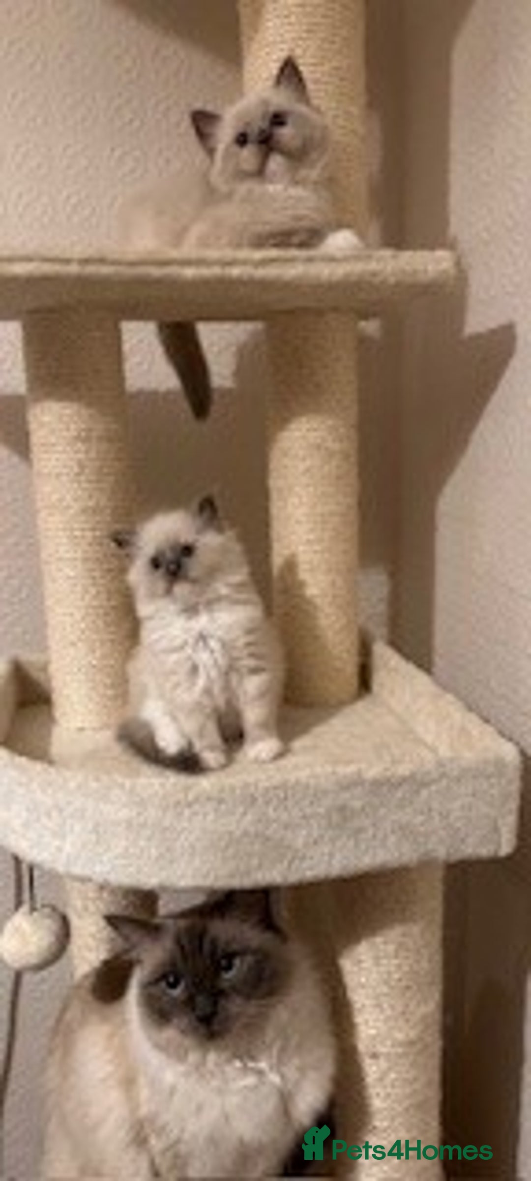 Ragdoll cats for sale: Adorable Ragdoll Kittens Ready for New Homes Soon! - Image 3