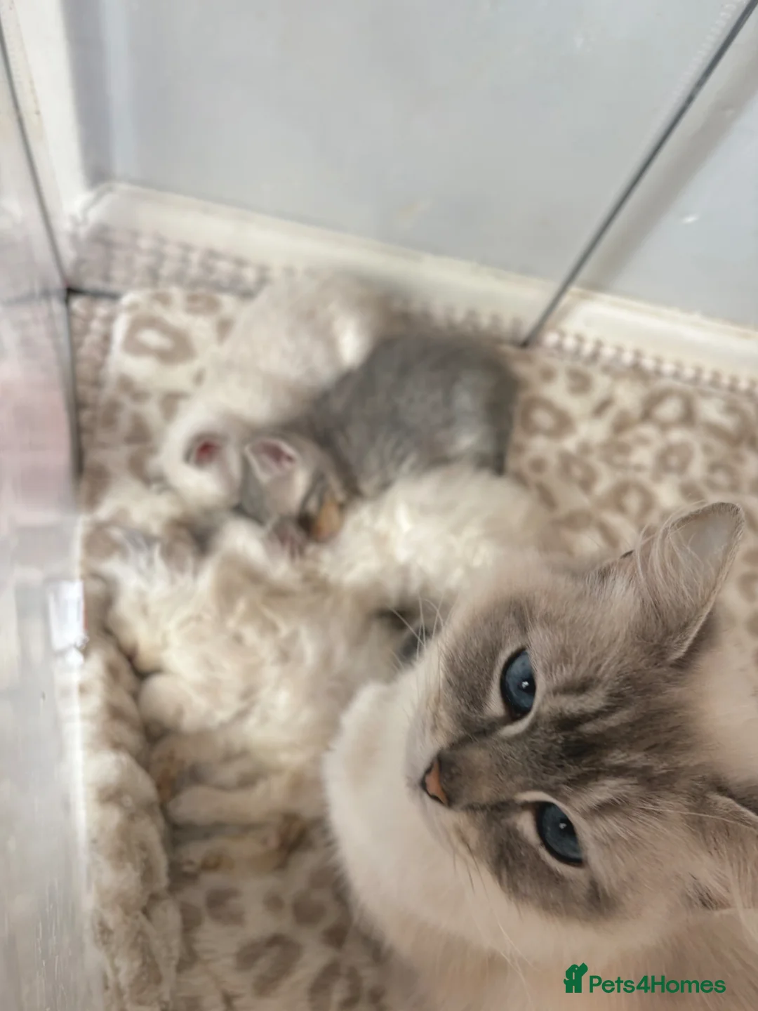 Mixed Breed cats for sale: Ragdoll x BSH Kittens - Advert 1