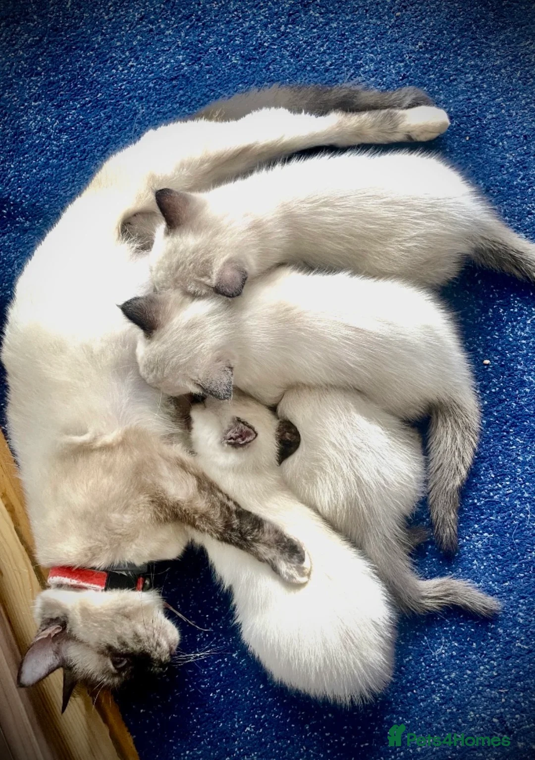 Siamese cats for sale: Beautiful Siamese x Ragdoll Kittens - Advert 7
