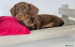 Dachshund dogs for sale: Tink and big momma  - Image 4