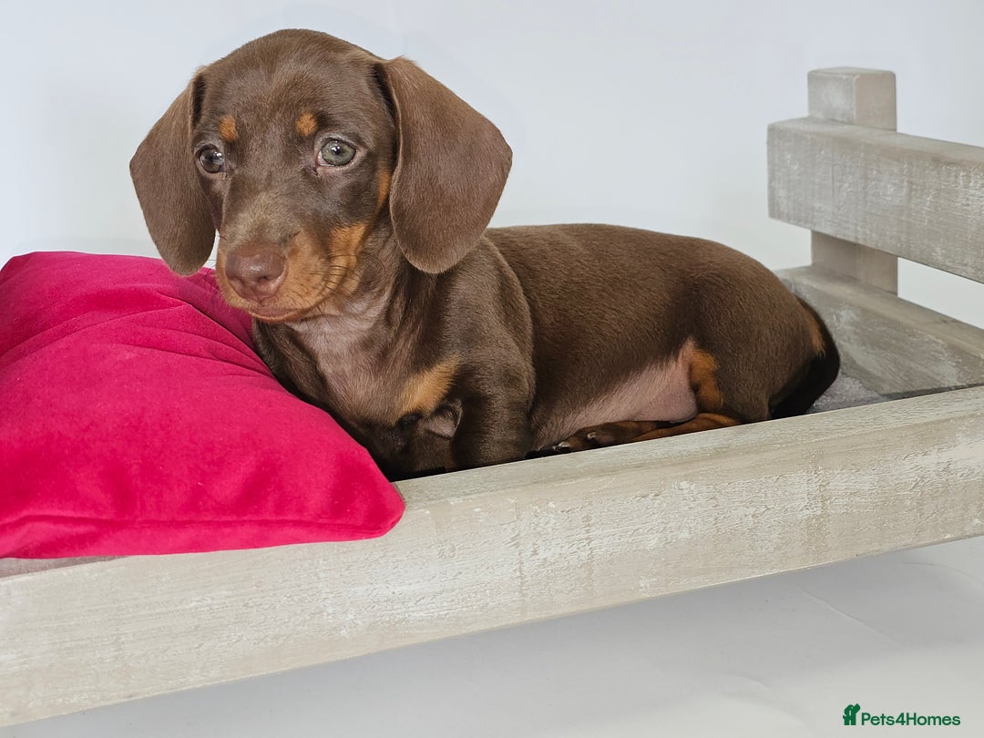 Dachshund dogs for sale: Tink and big momma  - Image 4