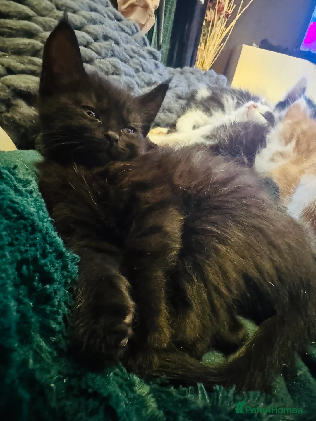 Mixed Breed cats for sale: Beautiful Maine Coon mix domestic cat kittens ❤️ - Advert 9