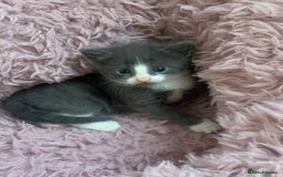 Mixed Breed cats for sale: Beautiful kittens.  - Image 2