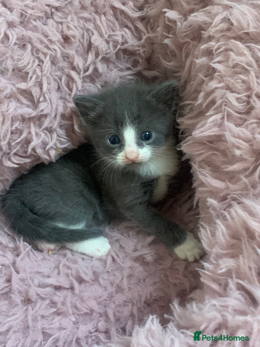 Mixed Breed cats for sale: Beautiful kittens.  - Image 2