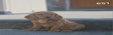 Cocker Spaniel 4