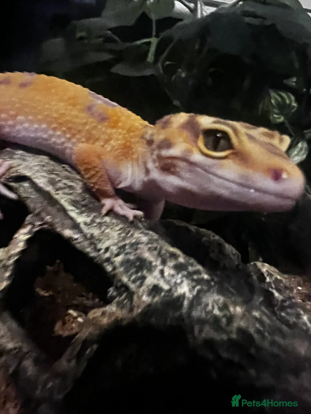 Leopard Gecko reptiles for sale: Female leopard gecko 💖 in Blyth - Advert 2