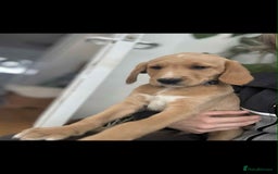 Labradoodle dogs for sale: 2nd GenLabradoodles 1 girl left ready to go now - Image 2