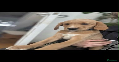 Labradoodle dogs - Advert 7