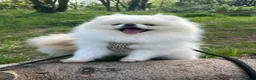 Pomeranian dogs for sale: White male Pomeranian age 3 - Advert 4