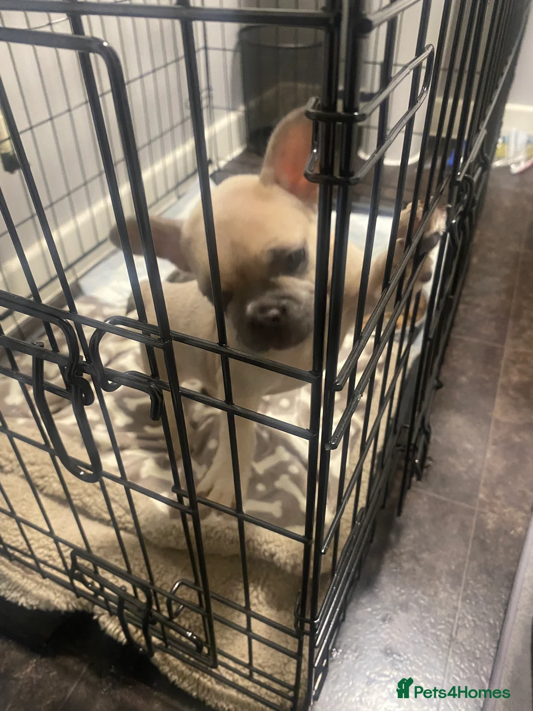 French Bulldog dogs for sale: Re-homing French bulldog puppy  - Advert 4