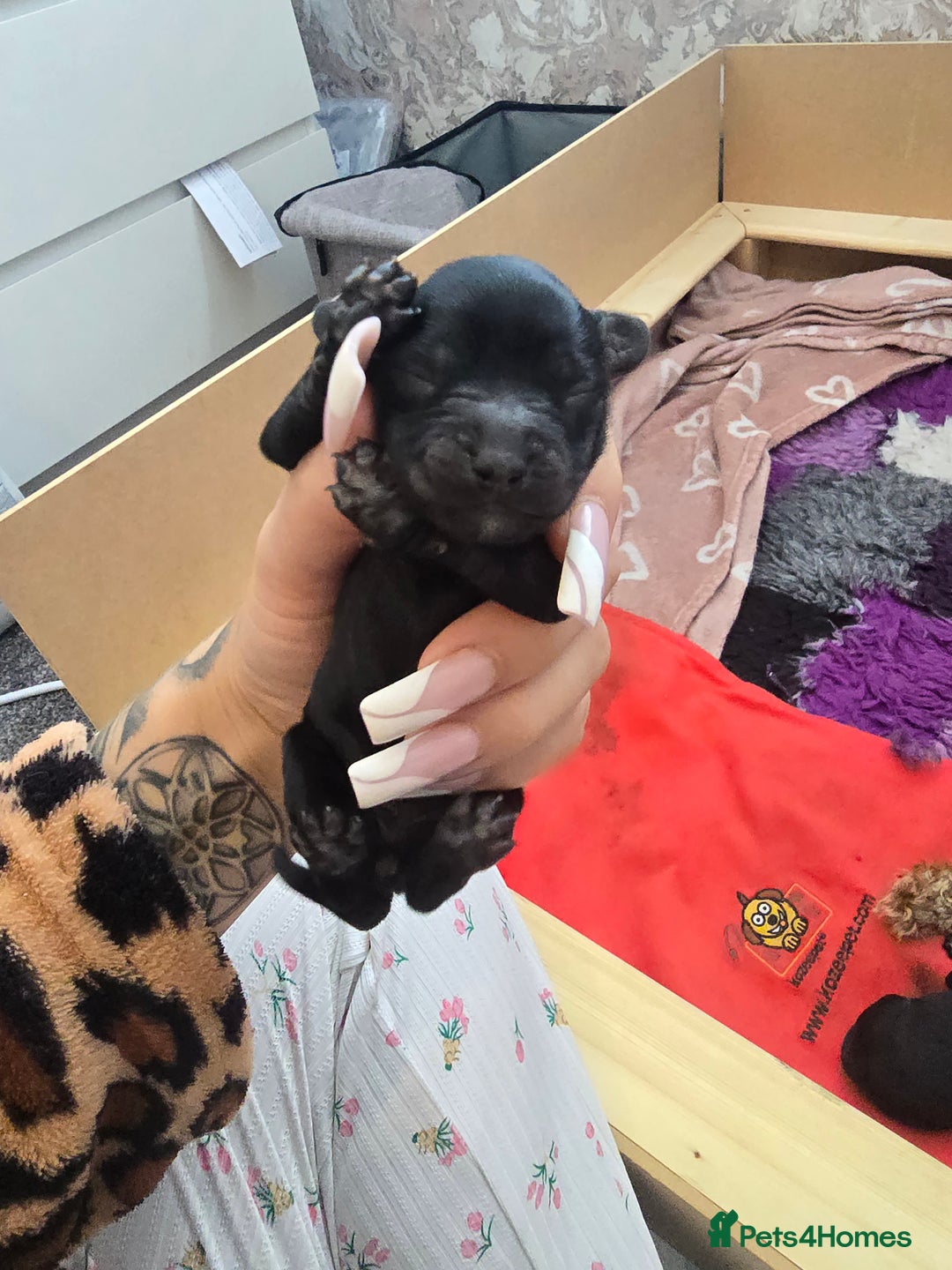 Cockapoo dogs for sale: American Cockapoo Puppies - Image 24